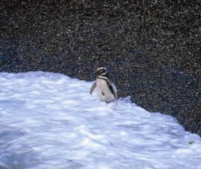 Adattamento. Pinguino di Magellano, esempio di adattamento di un uccello alla vita acquatica.De Agostini Picture Library/P. Jaccod