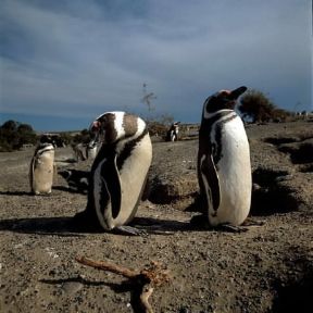 Pinguino di Magellano (Spheniscus magellanicus).De Agostini Picture Library/P. Jaccod