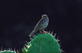 Strillozzo (Emberiza calandra).De Agostini Picture Library/P. Jaccod
