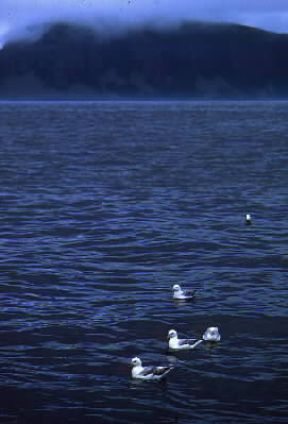 Fulmaro. Alcuni esemplari lungo le coste norvegesi.De Agostini Picture Library/G. Roli