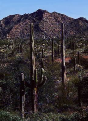Messico. Uno scorcio del deserto di Sonora, nella Sierra Madre Occidentale.De Agostini Picture Library/G. SioÃ«n