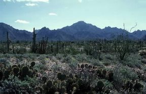 Sonora . Tipica vegetazione della propaggine del Gran Deserto Americano nello Stato messicano.De Agostini Picture Library