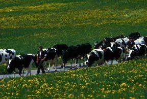 Svizzera. Una mandria di bovini nella valle dell'Emmental.De Agostini Picture Library/A. Vergani