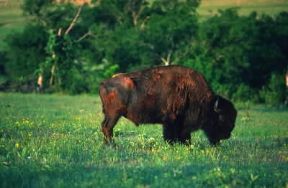 Bisonte . Esemplare di bisonte americano (bison bison).De Agostini Picture Library/G. SioÃ«n