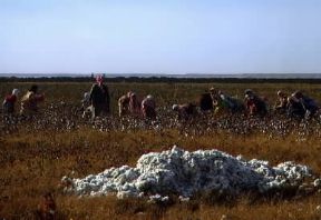 Siria . Raccolta del cotone nella valle dell'Eufrate.De Agostini Picture Library/E. Turri