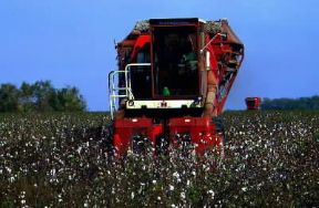 Stati Uniti . Raccolta del cotone nel Mississippi.De Agostini Picture Library/M. Bertinetti