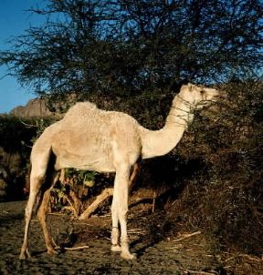 Dromedario . Esemplare di Camelus dromedarius.De Agostini Picture Library/C. Zappelli