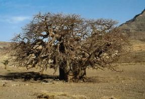 (Adansonia digitata ). Baobab De Agostini Picture Library / A. Tessore