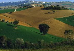 Marche. Paesaggio agrario nei dintorni di Corridonia, Macerata.De Agostini Picture Library/G. Berengo Gardin
