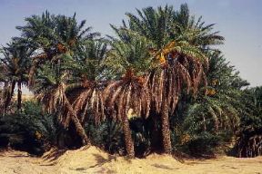 Oasi . La fertile oasi di Tozeur in Tunisia.De Agostini Picture Library/G. Barone