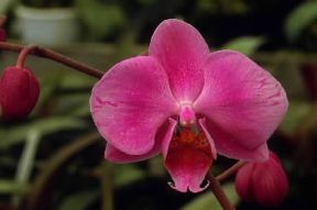 Orchidacee . Fiori di un esemplare del genere Phalaenopsis.De Agostini Picture Library/E. Bertaggia