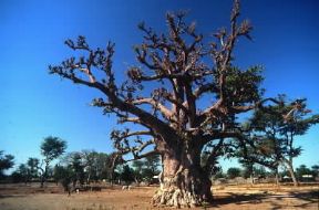 Senegal . Baobab della savana nella zona di ThiÃ¨s.De Agostini Picture Library