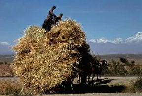 Asia. Raccolta di grano a Xin Jiang in Cina.De Agostini Picture Library/C. Sauvageot