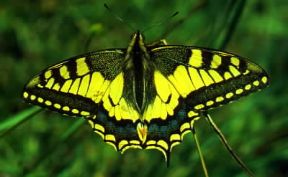Farfalla. Papilio machaon con i tipici prolungamenti delle ali posteriori.De Agostini Picture Library/E. Bertaggia
