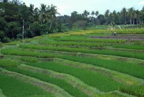 Indonesia . Terrazzamento di una risaia nell'isola di Bali.De Agostini Picture Library/M. Bertinetti