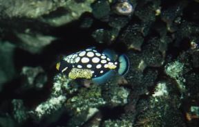 Pesce balestra (Balistoides conspicillum).De Agostini Picture Library/A. Calegari