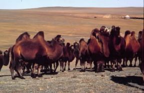 Cammello. Gruppo di cammelli in Mongolia.De Agostini Picture Library/M. Bertinetti