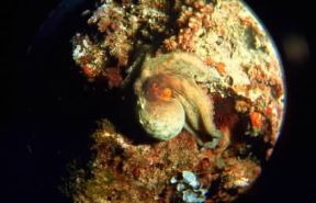 Cefalopodi. Esemplare di polpo (Octopus vulgaris).De Agostini Picture Library/P. Donnini