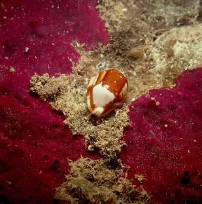 Ciprea. Le numerose specie sono diffuse soprattutto nei mari caldi.De Agostini Picture Library/C. Rives