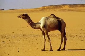 Deserto . Un dromedario lungo la pista Wadi Halfa-Daraw, nel Sahara orientale.De Agostini Picture Library/A. Vergani