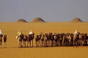 Egitto . Carovana di cammelli lungo la pista DarÃ¢w-Wadi Halfa tra Egitto e Sudan nel Deserto Orientale.De Agostini Picture Library/A. Vergani