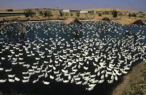 Egitto . Allevamento di anatre in un lago artificiale nell'oasi di El-KhÃ¢rga.De Agostini Picture Library/A. Vergani