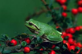 Raganella. Esemplare di Hyla arborea.De Agostini Picture Library/E. Vigo