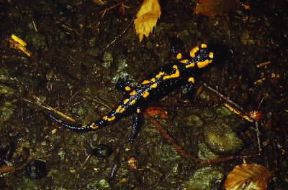 Salamandra. De Agostini Picture Library / M. Giovanoli