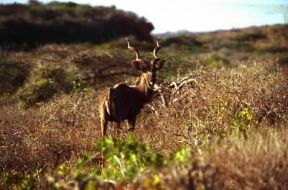 CudÃ¹. Esemplare di Tragelaphus strepsiceros.De Agostini Picture Library / A. Tessitore