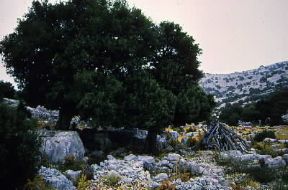 Ginepro. Esemplare di Juniperus communis.De Agostini Picture Library/G. Porcu