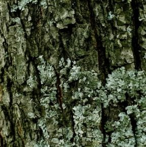 Lichene sulla corteccia di un albero.De Agostini Picture Library/P. Jaccod