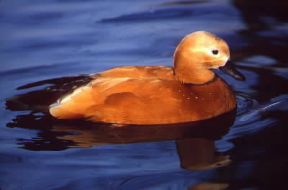 Casarca (Casarca ferruginea).De Agostini Picture Library/A. Calegari
