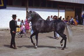Cavallo. Un esemplare andaluso.De Agostini Picture Library/S. Vannini