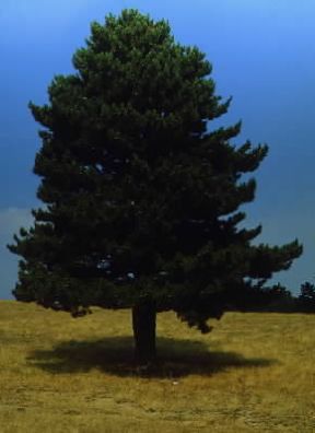 Pino laricio (Pinus nigra calabrica).De Agostini Picture Library/A. Tessore