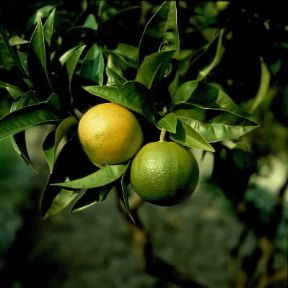 Pompelmo. Frutti di Citrus paradisi o Citrus decumana.De Agostini Picture Library
