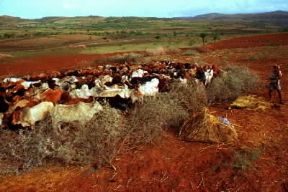 Etiopia. Bovini al pascolo nello Scioa settentrionale.De Agostini Picture Library/A. Tessore