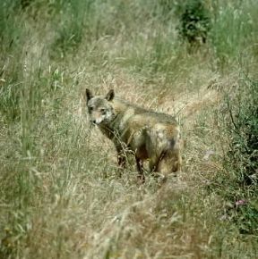 Lupo (Canis lupus).De Agostini Picture Library/P. Jaccod