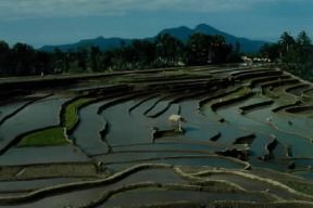 Asia. Risaie a terrazza nell'isola di Bali.De Agostini Picture Library/M. Bertinetti