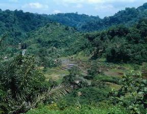 Asia. Risaie a terrazze in Anay Valley sull'isola di Sumatra.De Agostini Picture Library/M. Bertinetti