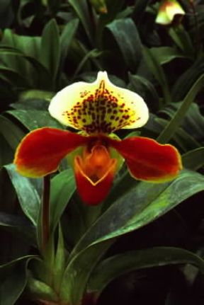 Corolla irregolare di orchidea Paphiopedilum.De Agostini Picture Library / E. Bertaggia