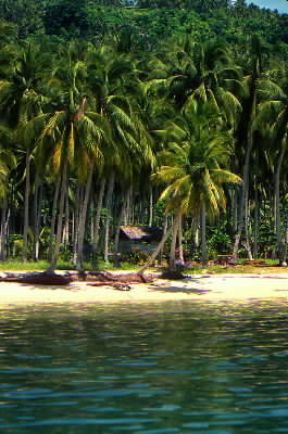Davao . Un tratto di spiaggia con rigogliosa vegetazione tropicale.De Agostini Picture Library/M. Bertinetti