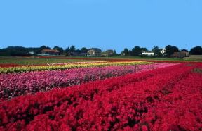 Paesi Bassi . Paesaggio caratterizzato dalla tipica coltivazione di fiori.De Agostini Picture Library/G. Dagli Orti