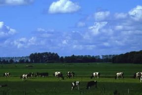 Paesi Bassi . Allevamento di bovini nei pressi di Giethoorn.De Agostini Picture Library/A. Vergani