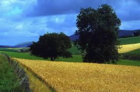 Scozia. Campo di cereali nella valle del Livet.De Agostini Picture Library / G. Roli