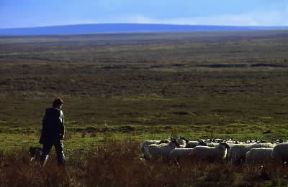 Scozia. Pastorizia nel Caithness.De Agostini Picture Library / G. Roli