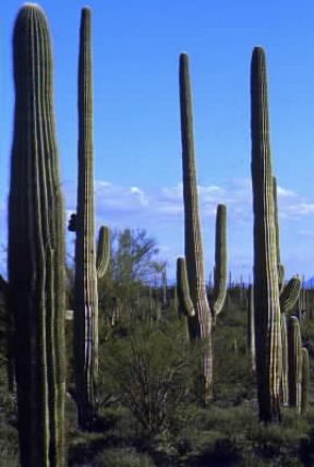 Cactacee. Cactus con i tipici fusti colonnari.De Agostini Picture Library/Titus