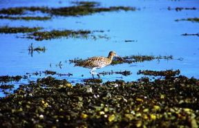 Chiurlo. De Agostini Picture Library/G. Roli