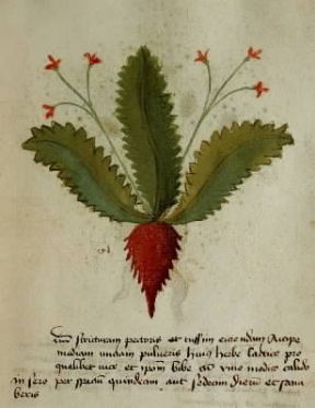 Erbario. Herba lactica tratta da un'edizione del Liber herbarius una cum rationibus conficiendi medicamenta (sec. XIV; Vicenza, Biblioteca Bertoliana).De Agostini Picture Library/A. Dagli Orti