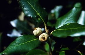 Leccio. Frutti di Quercus ilex.De Agostini Picture Library