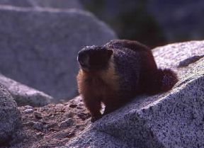 Marmotta. De Agostini Picture Library/G. SioÃ«n